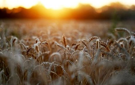 روسیه صادرات گندم دریای سیاه را از سر می‌گیرد