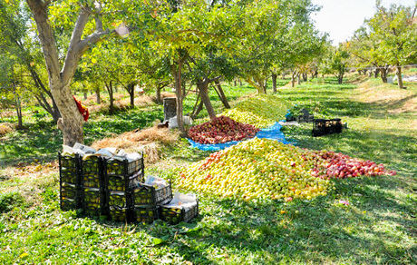 صدور شناسنامه برای باغات/ میزان تولید پسته در واحد سطح پایین است