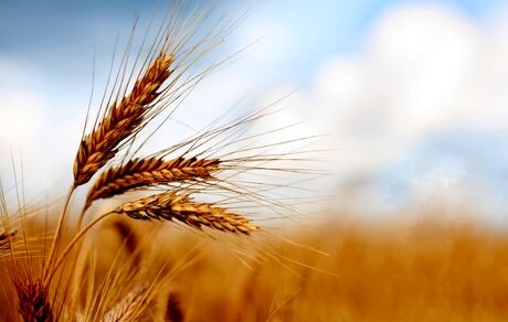 آغاز خرید تضمینی گندم از اواخر فروردین‌ماه