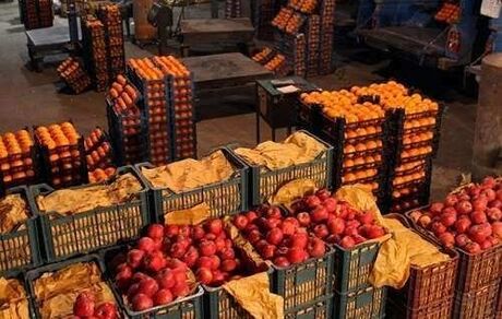 عرضه مستقیم میوه در سراسر کشور