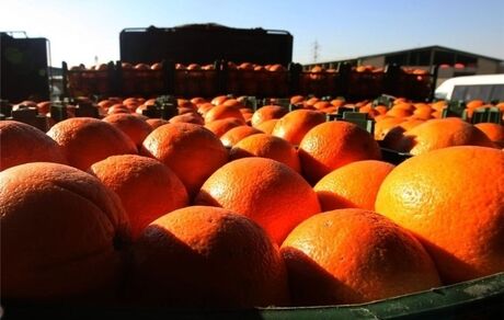  طرح محدودیت صادرات میوه تا پایان رمضان در دستور کار ستاد تنظیم بازار قرار گرفت