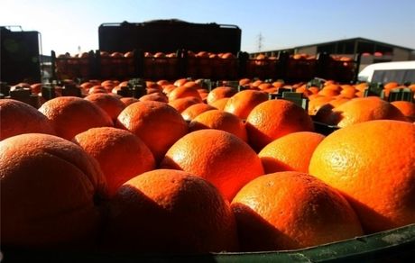  طرح محدودیت صادرات میوه تا پایان رمضان در دستور کار ستاد تنظیم بازار قرار گرفت