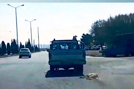 دستگیری عامل حیوان‌آزاری در سمنان 