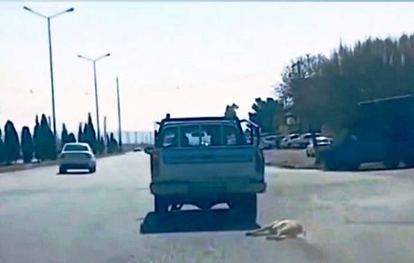 دستگیری عامل حیوان‌آزاری در سمنان 