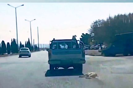 دستگیری عامل حیوان‌آزاری در سمنان 