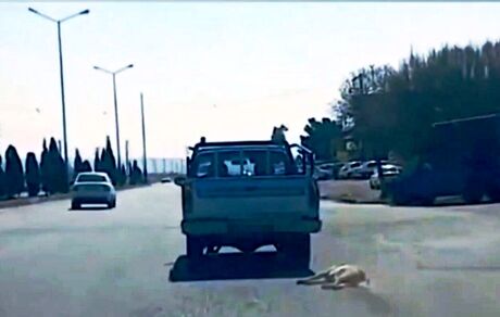 دستگیری عامل حیوان‌آزاری در سمنان 
