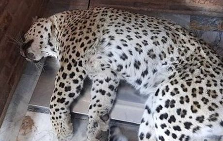 پلنگ سرگردان قائمشهر جان سالم بدر نبرد