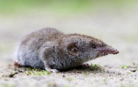 بیماری جدید ویروسی در چین شیوع یافت / ابتلای ۳۵ نفر به لانگیا