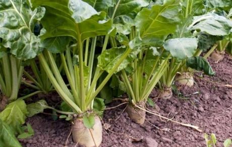 برای اولین بار، سطح زیر کشت چغندرقند پاییزه از ۳۱ هزار هکتار گذشت