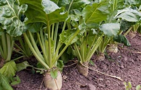 برای اولین بار، سطح زیر کشت چغندرقند پاییزه از ۳۱ هزار هکتار گذشت