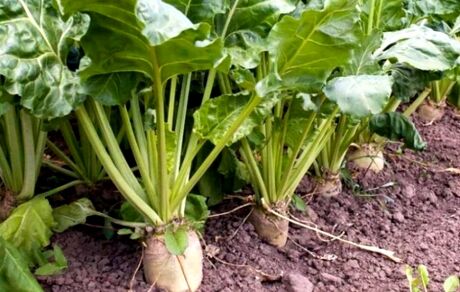 برای اولین بار، سطح زیر کشت چغندرقند پاییزه از ۳۱ هزار هکتار گذشت
