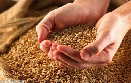 قیمت خرید تضمینی گندم به زودی بررسی می شود