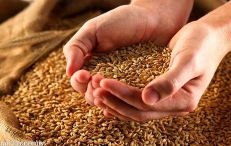 قیمت خرید تضمینی گندم به زودی بررسی می شود