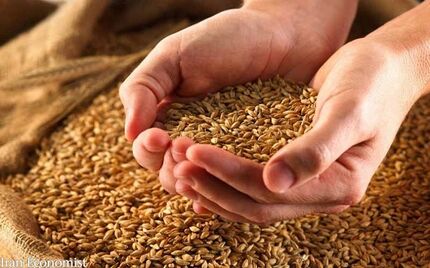 قیمت خرید تضمینی گندم به زودی بررسی می شود