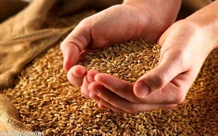 قیمت خرید تضمینی گندم به زودی بررسی می شود