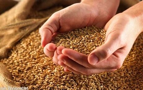 قیمت خرید تضمینی گندم به زودی بررسی می شود