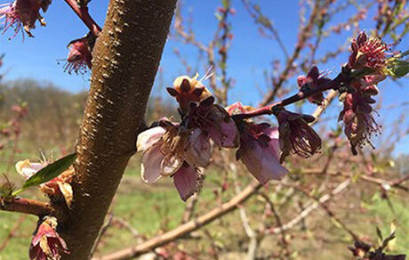 خسارت سرمای بهاره به نیمی از باغات سیب شهر سمیرم