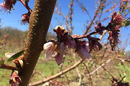 خسارت سرمای بهاره به نیمی از باغات سیب شهر سمیرم