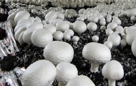 توزیع قارچ نصف شد