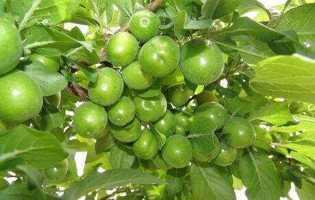آغاز برداشت گوجه سبز نوبرانه از باغات خراسان شمالی