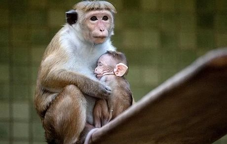 سری‌لانکا ۱۰۰ هزار میمون به چین صادر می‌کند
