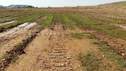 خسارت ۸ هزار میلیارد ریالی سه زلزله امسال خوی به کشاورزان