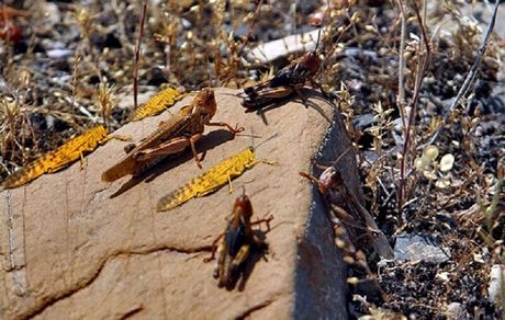 بدلیل شرایط نامساعد جوی، امسال هجوم ملخ‌ها به کشور نخواهیم داشت