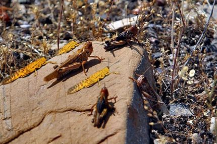 بدلیل شرایط نامساعد جوی، امسال هجوم ملخ‌ها به کشور نخواهیم داشت