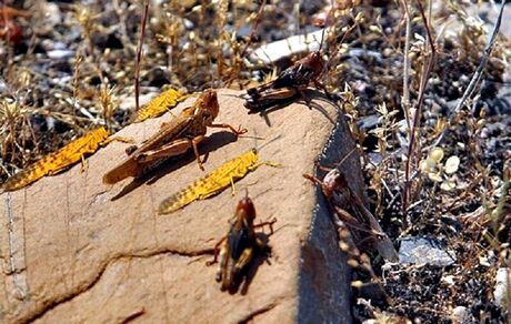 بدلیل شرایط نامساعد جوی، امسال هجوم ملخ‌ها به کشور نخواهیم داشت
