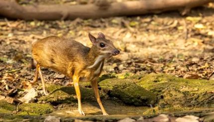 کوچکترین پستاندار سمدار و خجالتی جهان شناسایی شد