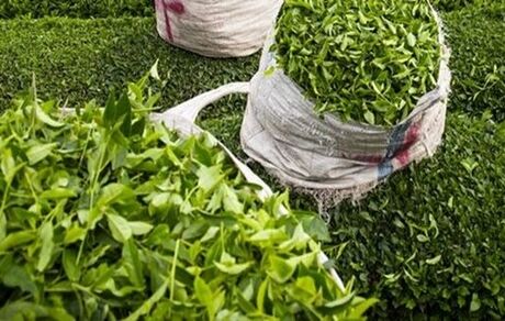 خریداری شدن ۳۴۵ تن برگ سبز چای از چای‌کاران دو استان شمالی