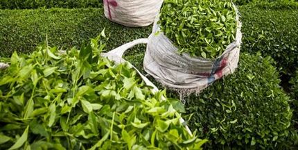 خریداری شدن ۳۴۵ تن برگ سبز چای از چای‌کاران دو استان شمالی