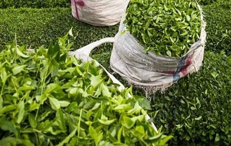 خریداری شدن ۳۴۵ تن برگ سبز چای از چای‌کاران دو استان شمالی