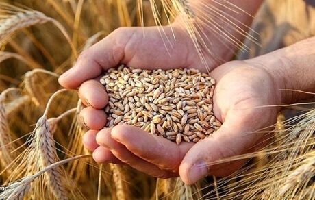 کشت پاییزه گندم در استان آذربایجان‌غربی آغاز شد