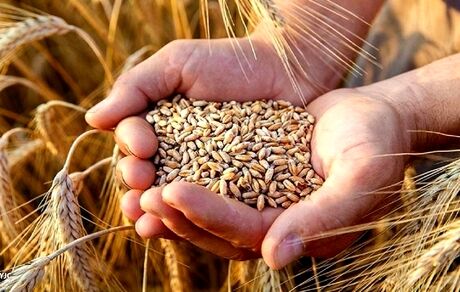 کشت پاییزه گندم در استان آذربایجان‌غربی آغاز شد
