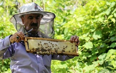 پرداخت ۵۵ هزار فقره تسهیلات اشتغال به طرح های روستایی