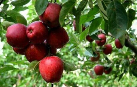 جشنواره سیب و انگور در مشگین شهر برگزار خواهدشد