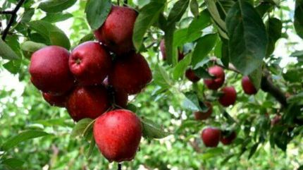جشنواره سیب و انگور در مشگین شهر برگزار خواهدشد