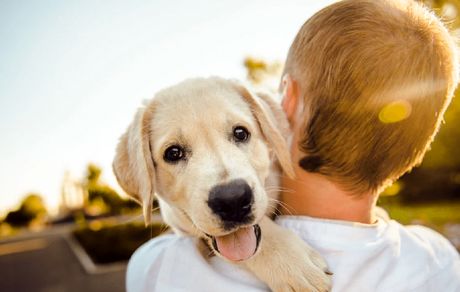 اولین مورد ابتلا آبله میمونی از انسان به حیوانات رخ داد!