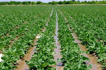 افزایش ۶۰ درصدی کشت چغندرقند در کازرون