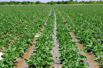 افزایش ۶۰ درصدی کشت چغندرقند در کازرون