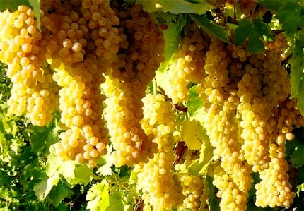 پالایشگاه انگور ملایر کلنگ زنی خواهدشد