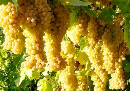 پالایشگاه انگور ملایر کلنگ زنی خواهدشد
