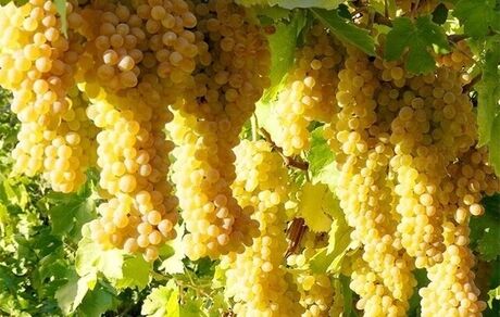پالایشگاه انگور ملایر کلنگ زنی خواهدشد
