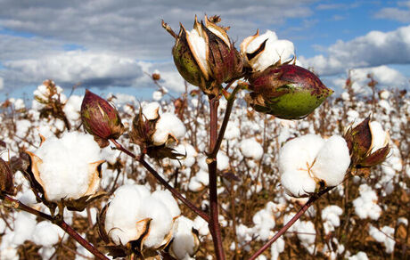 تولید نیمی از پنبه مورد نیاز داخل در کشور