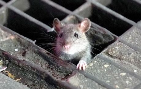 یک موش عامل سویه جدید کرونا در نیویورک