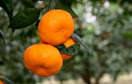 آغاز برداشت پرتقال در استان مازندران