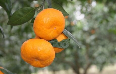 آغاز برداشت پرتقال در استان مازندران