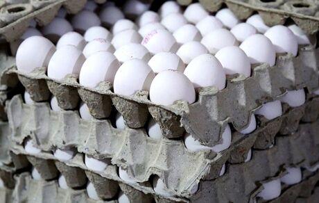 قیمت  هر شانه تخم‌مرغ برای مصرف کننده، ۶۵ هزار تومان شد