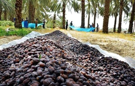 پیش بینی برداشت نزدیک به ۲۸۰ هزار تن خرما در استان خوزستان